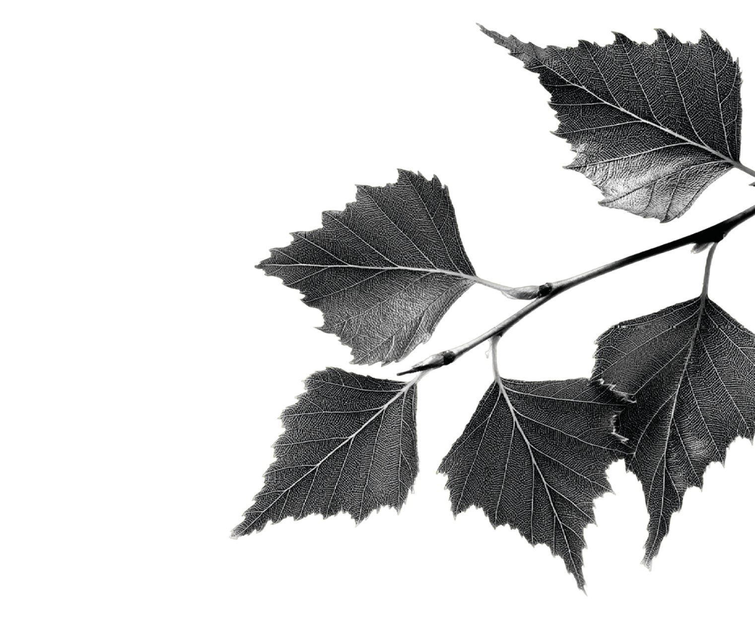 bw_birkenBlaetter