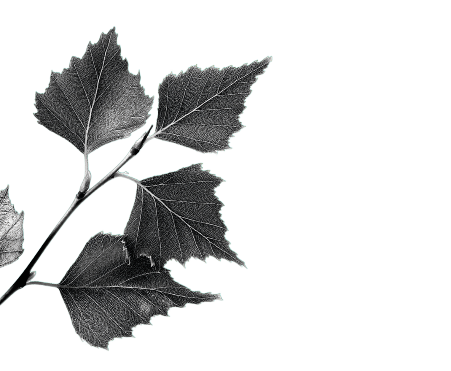 bw_birkenBlaetterLinks