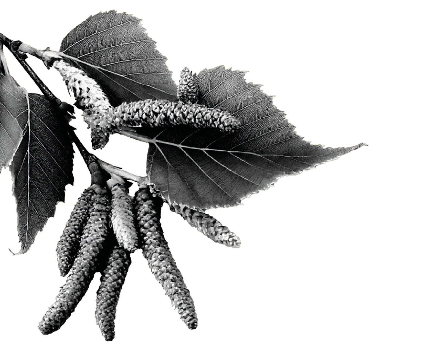 bw_birkenFruechte